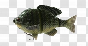 Bluegill Fishing Baits & Lures Swimbait - Angling Transparent PNG