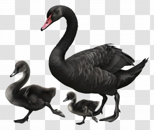 Swan - Lovely Black Swan Family With Cygnets Transparent PNG
