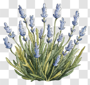Lavender Bouquet - Beautiful Lavender Plant Illustration Transparent PNG