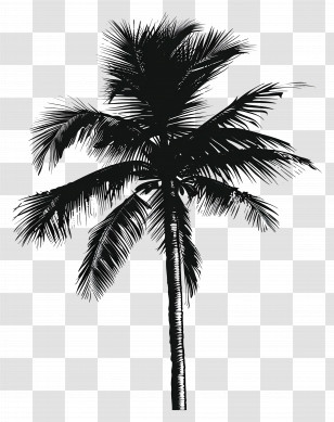 Palm Tree Silhouette - Silhouette Of Tropical Palm Tree Transparent PNG