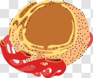 Endoplasmic Reticulum Ribosome Golgi Apparatus Nuclear Envelope