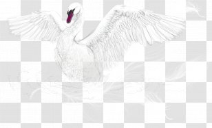 Water Bird Goose White Cygnini - Feather - Vector Swan Transparent PNG