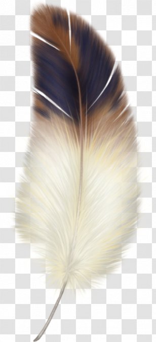 Bird Feather Clip Art - Eagle Law Transparent PNG