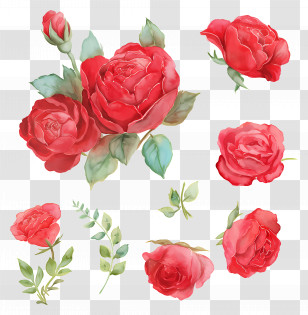 Rose Flowers - Red Roses Collection Transparent PNG