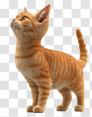 Orange Cat - Cute Orange Cat Looking Up Transparent PNG