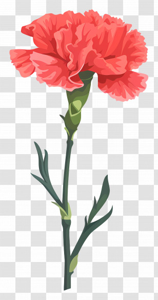 Carnation Flower - Red Carnation Flower Illustration Transparent PNG
