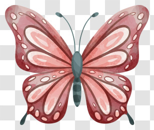 Cartoon - Pink Butterfly Cartoon Illustration Transparent PNG