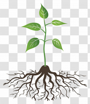 Plant Root - Small Plant With Roots Illustration Transparent PNG