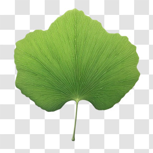 Ginkgo Leaf - Fresh Green Gingko Leaf Illustration Transparent PNG