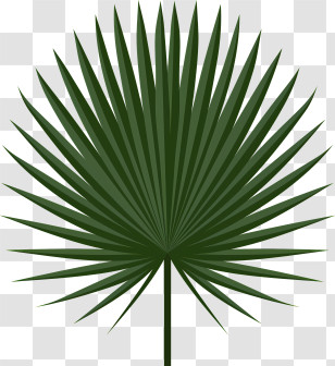 Leaf - Green Palm Leaf Illustration Transparent PNG