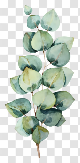 Green Tree Branch - Watercolor Illustration Of Eucalyptus Leaves Transparent PNG