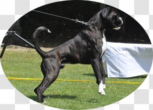 Dog Breed Puppy Litter Boxer Responsible Gaming - Russian Roulette Transparent PNG
