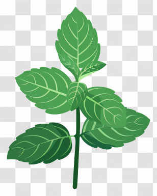 Leaf Mint - Green Mint Leaves Illustration Transparent PNG