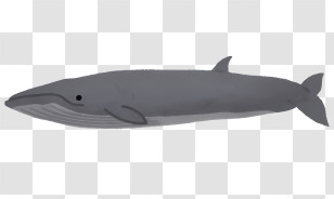 Nature - Blue Whale Illustration Transparent PNG