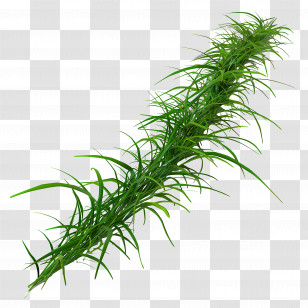 Grass Long - Green Plant With Leaves And Nature Transparent PNG