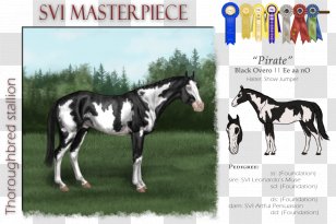 Stallion Mustang Foal Colt Mare Transparent PNG