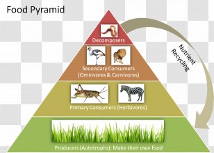 Trophic Level Food Web Chain Ecological Pyramid Ecology - Temperate ...