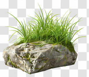 Grass Plant - Stone With Lush Green Grass Transparent PNG