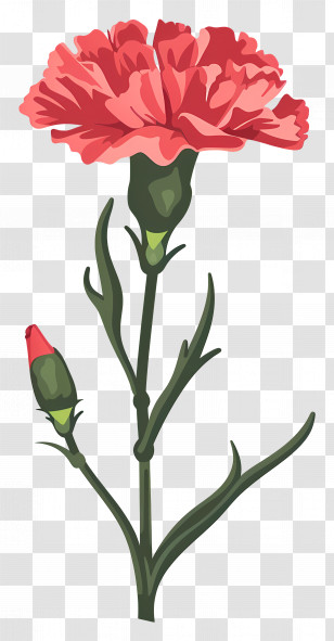 Red Carnation - Red Carnation Flower With Bud Transparent PNG