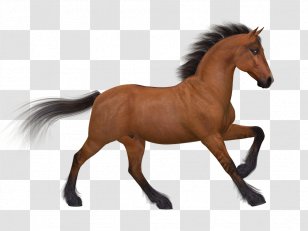 Arabian Horse Foal Stallion Pony - Sorrel - Icon Transparent Transparent PNG