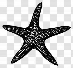 Starfish Silhouette - Black Starfish Abstract Artwork Transparent PNG