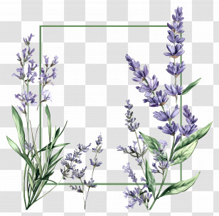 Flower Frame - Lavender Square Frame With Leaves Transparent PNG