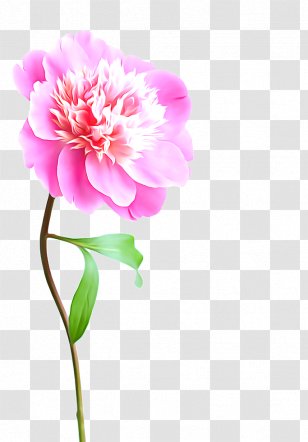 Flower Pink Stock Photography Peony - Floristry Transparent PNG