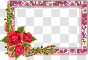 Garden Roses Picture Frames Paper - Rose Order - Flower Transparent PNG