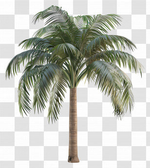 3d Tree - Tall Palm Tree With Lush Leaves Transparent PNG