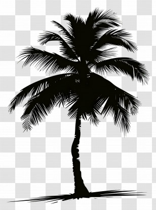 Coconut Tree Silhouette - Black Silhouette Of A Palm Tree On A Transparent Background Transparent PNG