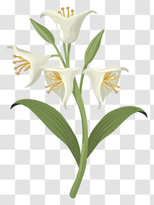 White Lily Flower - White Lily Flowers With Green Leaves Transparent PNG