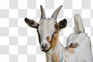 Goat Goats Goat-antelope Cow-goat Family Antelope - Chamois - Livestock Horn Transparent PNG