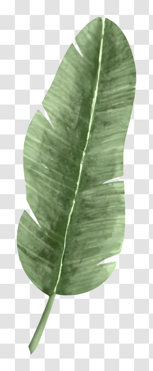 Painted Leaf - Green Banana Leaf For Tropical Inspired Design Transparent PNG