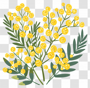 Small Flower - Yellow Mimosa Flowers Illustration Transparent PNG
