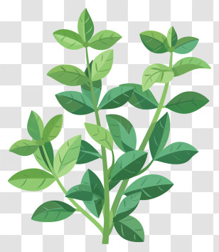 Herb - Green Mint Herb Leaves Illustration Transparent PNG