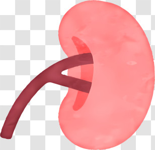 Icon - Human Kidney Illustration Transparent PNG