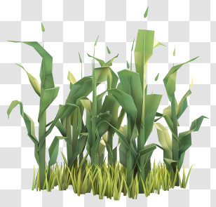 Corn Stalks - Corn Plants In Green Agricultural Field Transparent PNG