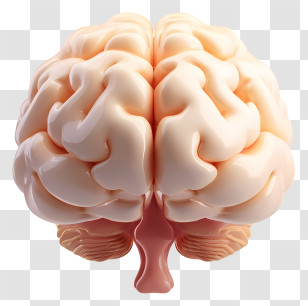 Intelligence Brain - Human Brain Anatomy Illustration Transparent PNG