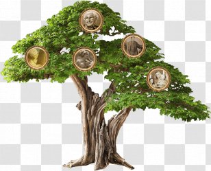 Branch Genealogy Family Guymon Physical Therapy & Wellness ×¢×‘×•×“×ª ×©×•×¨×©×™× - Root Transparent PNG