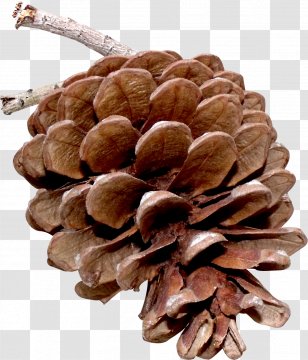 Pine Nut Tree Transparent PNG
