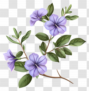 Periwinkle Flowers - Purple Flowers Illustration Transparent PNG