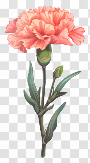 Carnation Flower - Pink Carnation Flower Transparent PNG