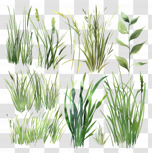 Grass - Collection Of Green Grass And Leaves Transparent PNG