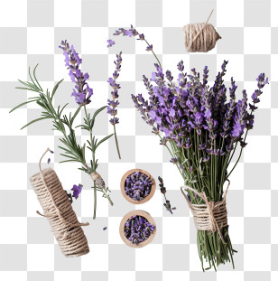 Lavender Flowers - Lavender Herbs And Flowers Transparent PNG