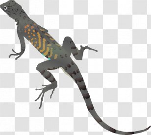 Frilled-neck Lizard Chameleons Clip Art Transparent PNG