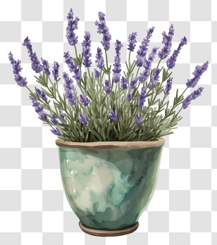 Lavender In Pot - Lavender Plant In A Green Ceramic Pot Transparent PNG