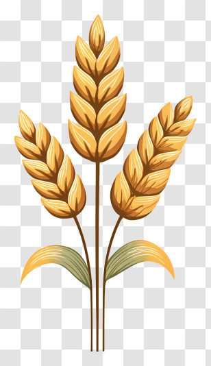 Wheat Logo - Golden Wheat Illustration For Harvest Season Transparent PNG