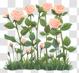 Rose Garden - Pink Rose Bush With Blooming Flowers Transparent PNG