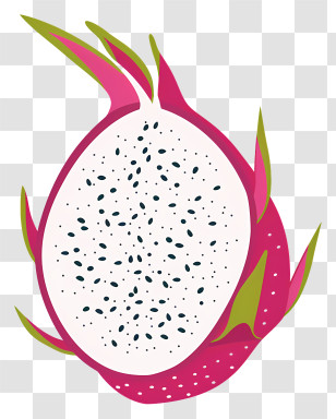 Dragon Fruit - Illustration Of Dragon Fruit Transparent PNG