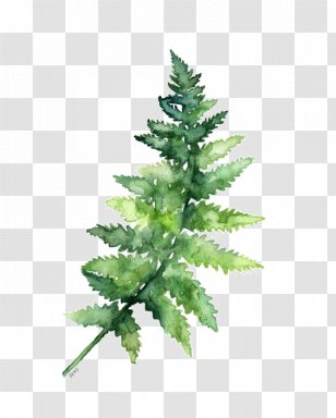 Paper Watercolor Painting Fern Printing - Botany - Green Leaves Transparent PNG